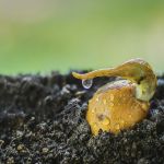 La forza della grazia