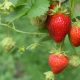 L'albero si conosce dai suoi frutti
