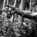 Germogliare e crescere