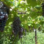 Frutti di un mondo nuovo