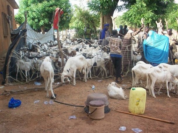Il sacrificio e i sacrificati : lettera dal Sahel