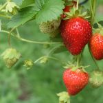 L'albero si conosce dai suoi frutti