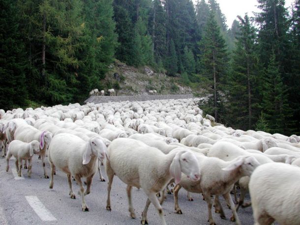 Tra tanti mercenari, un Pastore
