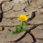 Un fiore nascer&agrave;